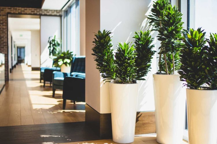 Create a clean and calming effect with indoor plants.