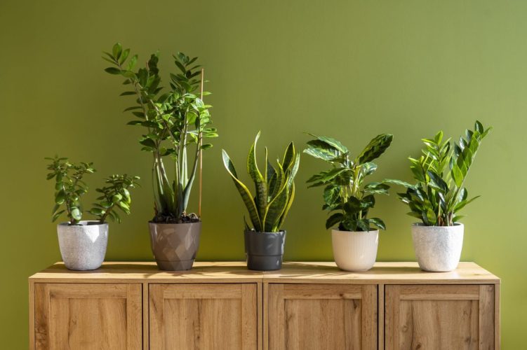 small-indoor-plant-maintenance-services Office plant maintenance services