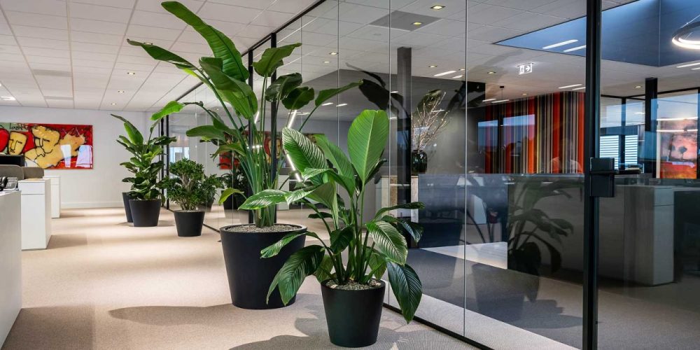 Office plants and pots Office plants maintenance services