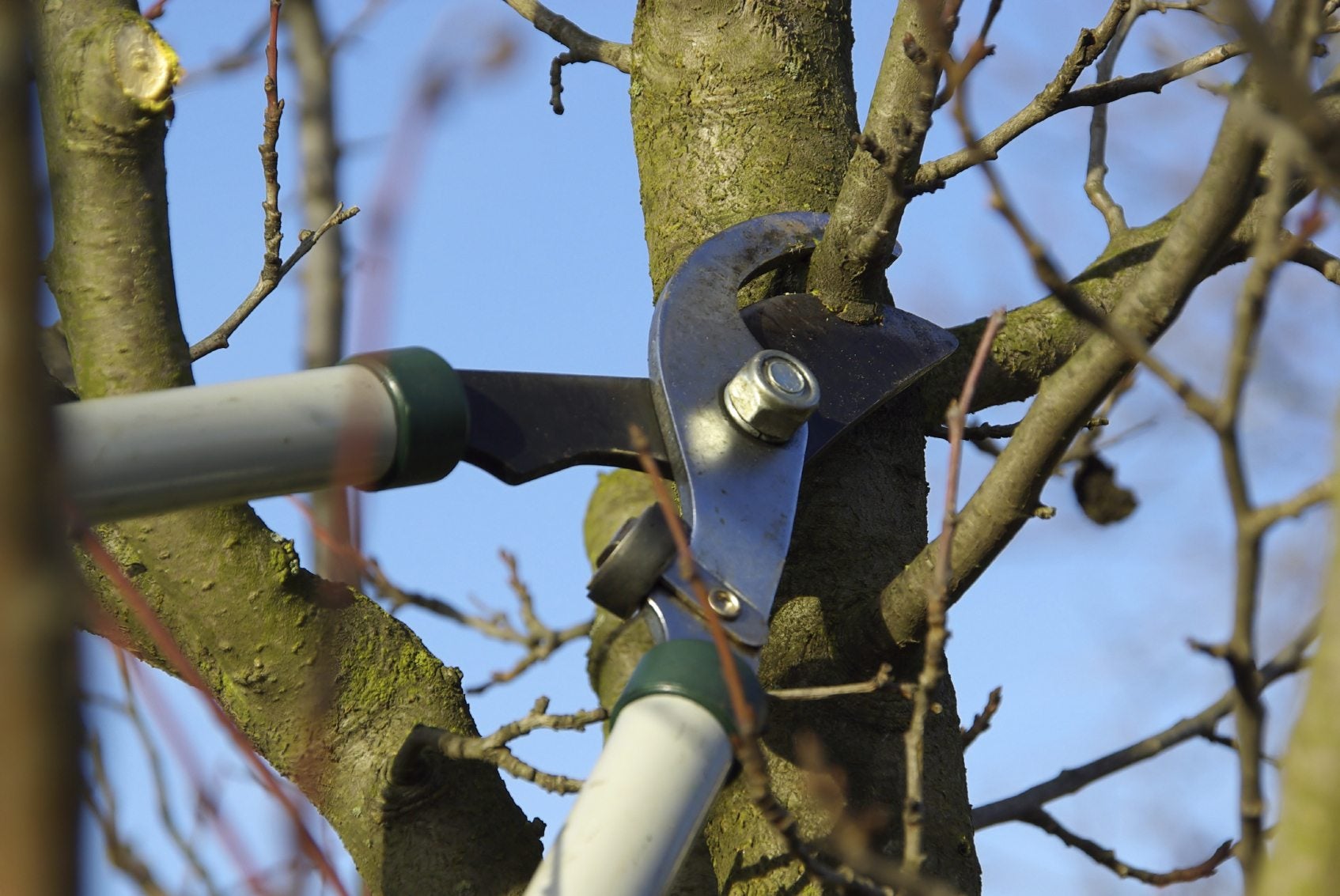 Fruit tree pruning services
