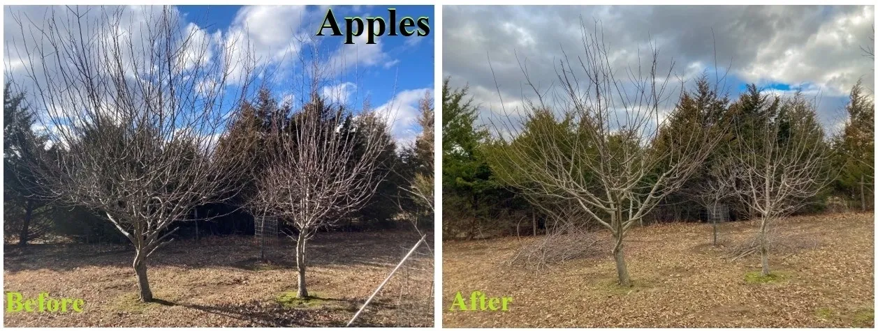 Fruit Tree Pruning by Rent A Gardener in Gauteng