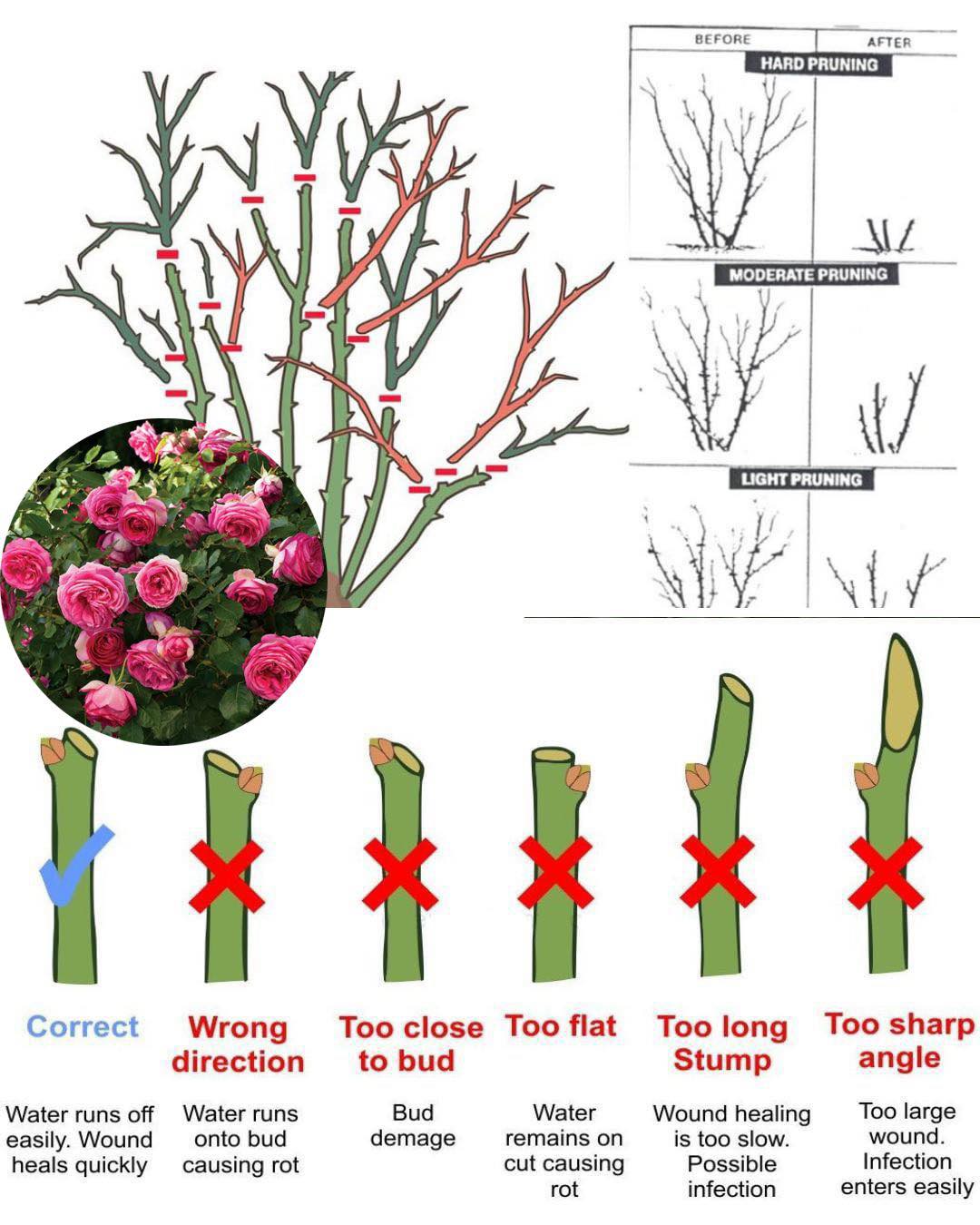 Rose Pruning by Rent A Gardener in Gauteng