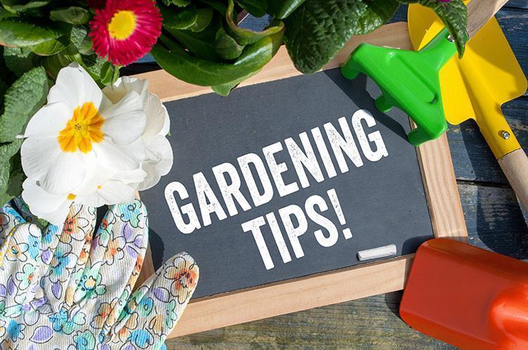 Seasonal Gardening Tips by Rent A Gardener in Gauteng